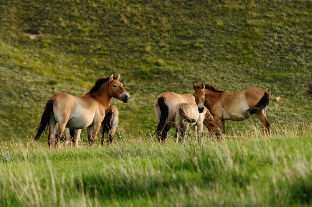 Caballos de Przewalski o takhi en Mongolia
