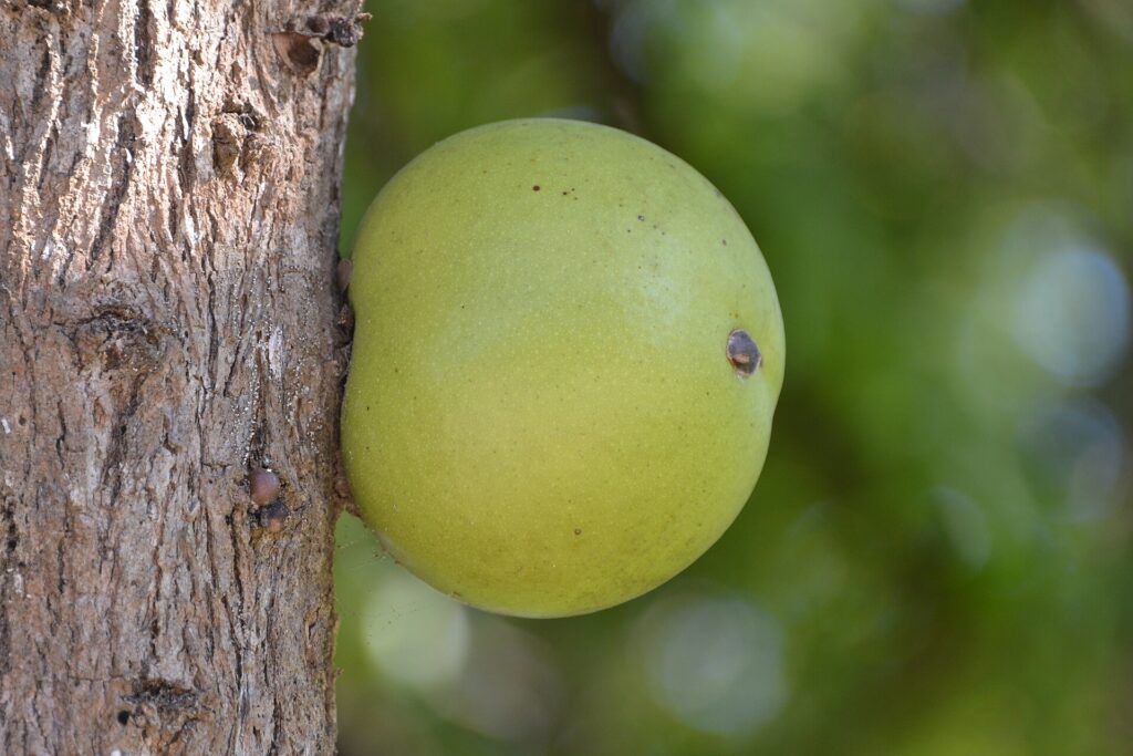Fruto del morro, cuyas semillas se usan en la horchata salvadoreña
