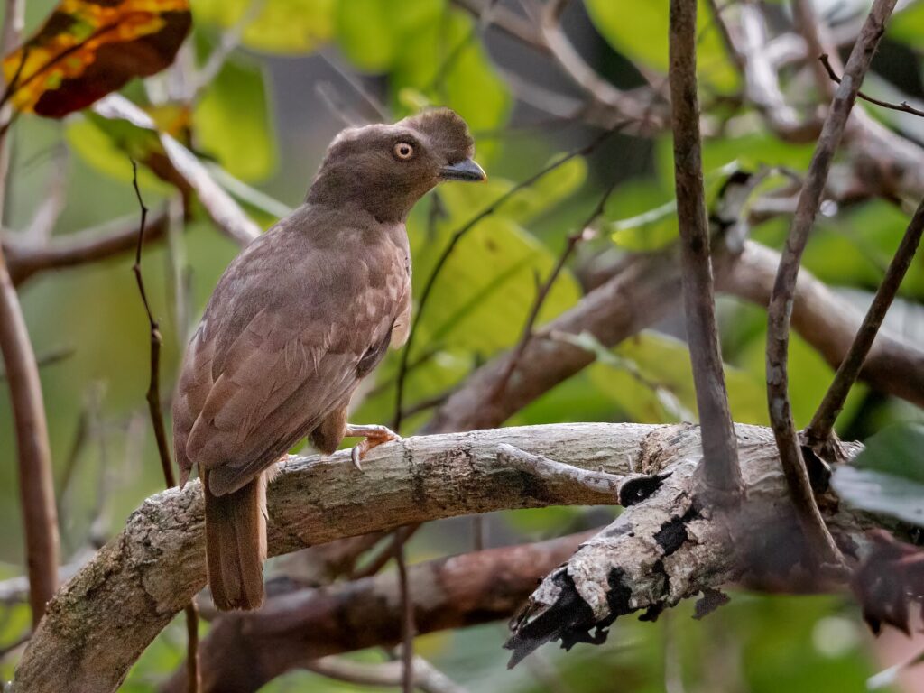 Gallito de las rocas guayanés