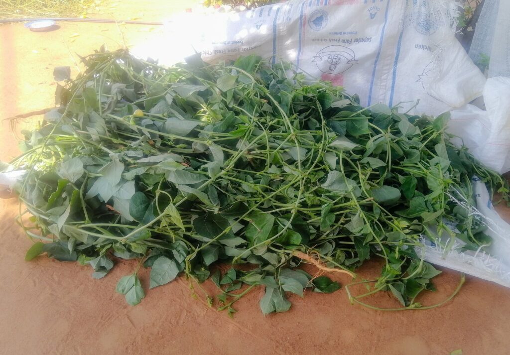 Hojas verdes para preparar moroho