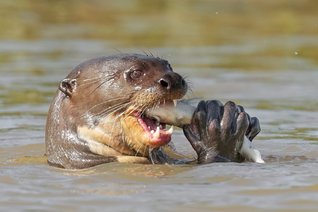 Nutria gigante de río