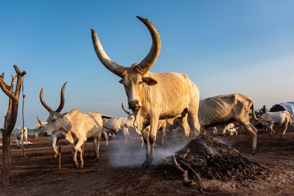 Vacas ankole-watusi de grandes cuernos